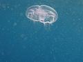 Unter_Wasser (32)